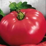 Paradajz medvjeđe šape: recenzije, fotografije, prinos